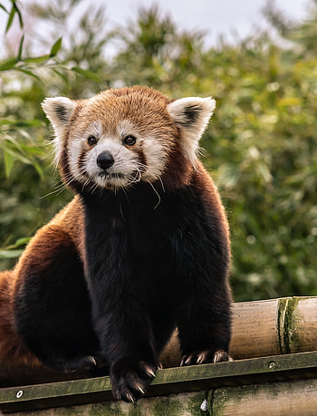 Animals, Animal, Nice, Sweetheart, Red Panda HD phone wallpaper