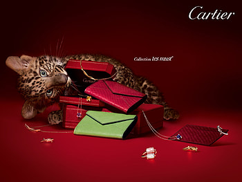 Animals, Brands, Leopards HD wallpaper