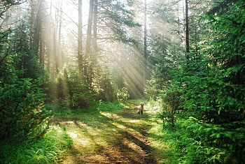 Waiting, dog, sunshine, evergreen, graphy, path, mountain, tall, animals, light, green, bulgaria, trees, nature, , sun, forest HD wallpaper