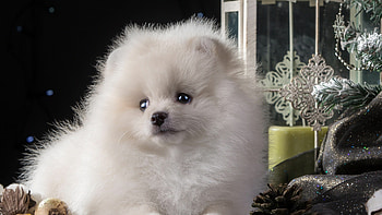 Pomeranian, Dog , Cute animals, Healthy dinner recipes HD wallpaper