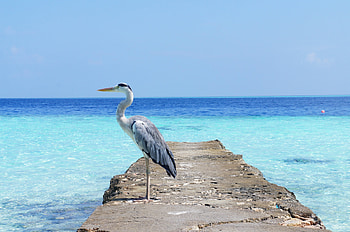 Animals, Sea, Heron, Bird, Ocean HD wallpaper