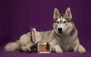 Animals, To Lie Down, Lie, Dog, Husky, Haska, Casket HD wallpaper