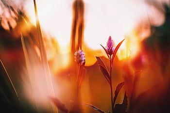 Celosia flower basking in warm sunset light, creating a vibrant and dreamy atmosphere. HD wallpaper