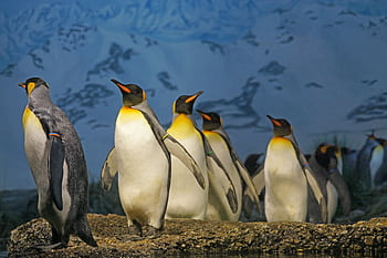 King penguins standing together, showcasing their natural habitat in a snowy landscape. HD wallpaper