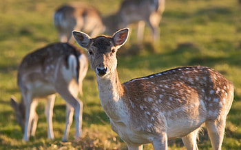 little deers, animal, doe, grass, deer HD wallpaper