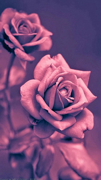 Beautiful-Pink-Rose-Closeup---wpc9002724 HD phone wallpaper
