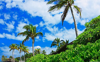 Nature, Sky, Clouds, Palms, Brightly, From Below HD wallpaper