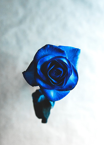 Flowers, Flower, Rose Flower, Rose, Bud, Blur, Smooth HD phone wallpaper