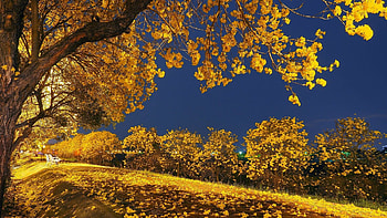 Falling Tag - Falling Nature Night Yellow Trees Sky Tree Autumn Leaves Tonight Park Landscape Fall HD wallpaper