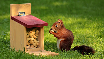 Eating peanuts squirrel, Grass background, Cute creature, Nature's beauty HD wallpaper