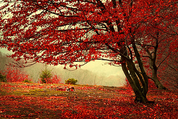 Misty autumn day, fall, beautiful, tree, mist, day, leaves, autumn, forest, foliage HD wallpaper