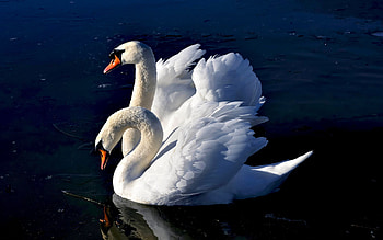 Animals, Birds, Swans HD wallpaper