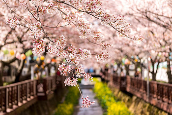 Jinhae, Korea HD wallpaper
