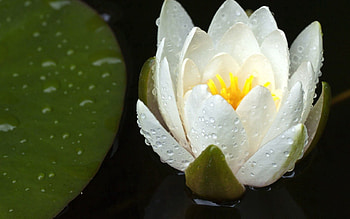Water, Drops, Flower, Macro, Petals, Lily HD wallpaper
