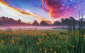 Sunrise in a very wet meadow in Spring, Leighton Buzzard, Bedfordshire, sky, flowers, england, clouds, trees, colors HD wallpaper