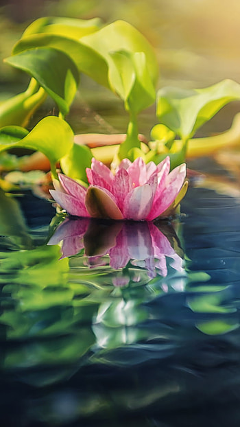 nature, pink flower, flower, lotus HD phone wallpaper