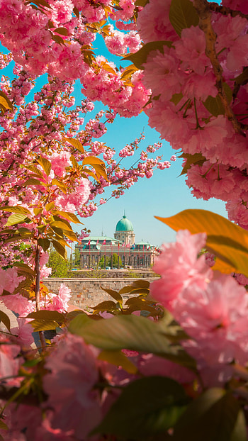 Flowers, Architecture, Branches HD phone wallpaper