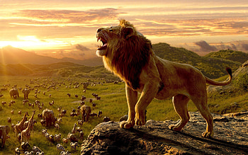 king of beasts, Africa, sunset, wildlife, elephants, lion, zebras, bulls HD wallpaper