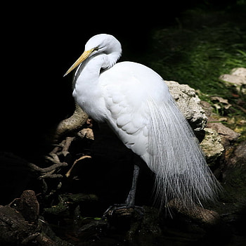 egret, elegant, white, beauty HD wallpaper