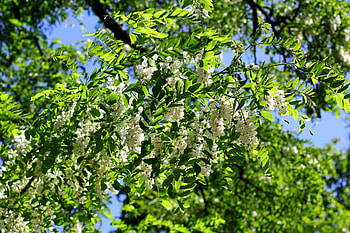 Blossoming acacia, Acacia tree in bloom, Springtime beauty, Nature's marvel HD wallpaper