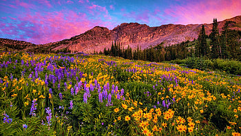 Albion Basin, Utah, wildflowers, blossoms, landscape, colors, sky, mountains, usa HD wallpaper