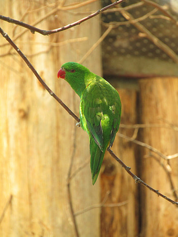 Green parrot, adorable, bird HD phone wallpaper