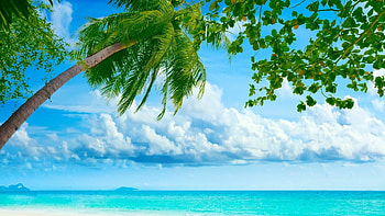 Nature's summer beauty, Vibrant , Sunny days, Nature's warmth HD wallpaper
