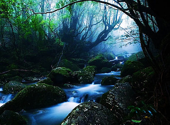 River blue, mist, river, blue mist, green, trees, soft light HD wallpaper