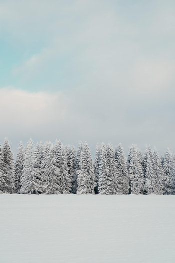 Winter, Nature, Trees, Snow, Fir-Trees HD phone wallpaper