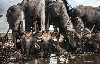 Animal, wildebeest HD wallpaper
