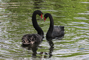 Animals, Birds, Swans, Reflection, Couple, Pair HD wallpaper