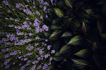 Flowers, Leaves, Bloom, Flowering, Lavender HD wallpaper