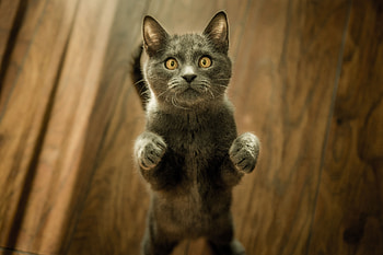 Animals, Cat, Kitty, Kitten, Grey, Worth HD wallpaper