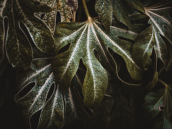 Plant, Macro, Close-Up, Sheet, Leaf, Carved HD wallpaper