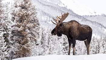 Moose, Winter wonderland, Majestic moose, Scenic beauty HD wallpaper