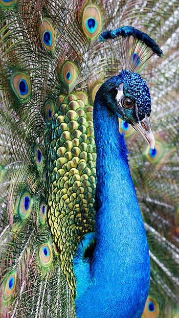 Peacock , , Silver peacock, Stunning HD phone wallpaper