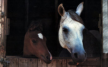 Mother and Child - Horses 2, animal, horse, wide screen, graphy, equine, , heads HD wallpaper