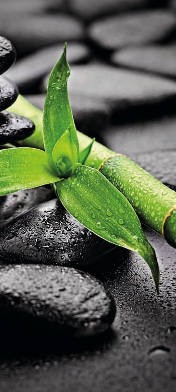 Zen To Zen, bamboo, close-up, green HD phone wallpaper