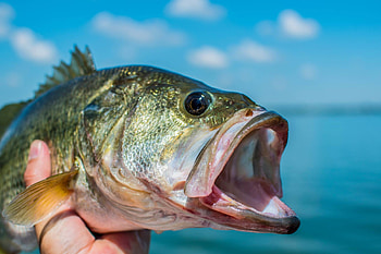 Lake Tahoe Fishing, All You Need HD wallpaper