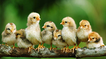 Feathered friend, Poultry portrait, Stunning plumage, Avian beauty HD wallpaper
