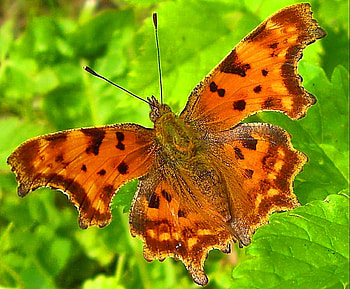 Fancy lady, black, brown, leaves, butterfly, green, orange HD wallpaper