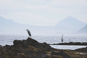 Animals, Water, Stones, Heron, Coast, Bird HD wallpaper
