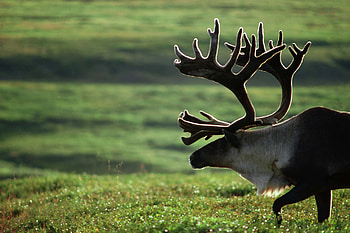 Elk, Majestic creature, Forest elegance, Nature's beauty HD wallpaper