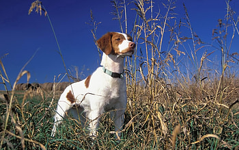 Animals, Grass, Dog, Stroll, Puppy, Collar HD wallpaper
