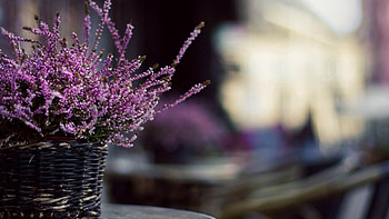 Flowers, Plant, Macro, Basket HD wallpaper