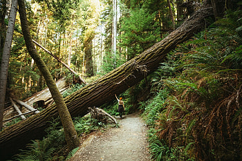Redwood National Park, Awe-inspiring experiences, Unforgettable memories, Nature's marvels HD wallpaper