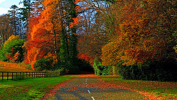 Autumn Forest, road, fall, leaves, fence, trees, colors HD wallpaper
