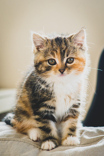 Animals, Cat, Kitty, Kitten, Pet, Nice, Sweetheart HD phone wallpaper