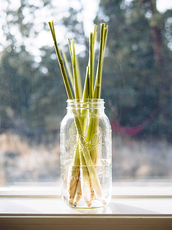 Propagation tips, Store-bought lemongrass, Growing from stalks, Gardening advice HD phone wallpaper