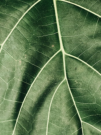 Detailed close-up of a lush green leaf showcasing nature's intricate patterns and fresh vibrancy. HD phone wallpaper